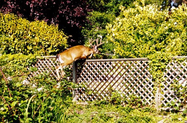 Deer Fencing in Edison, New Jersey